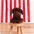 CHOCOLATE LABRADOR WARMIES 12"
