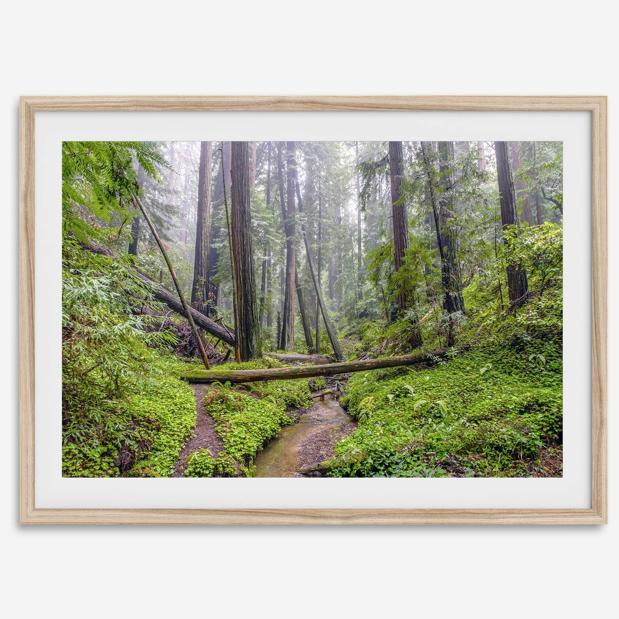 Redwoods Sanctuary