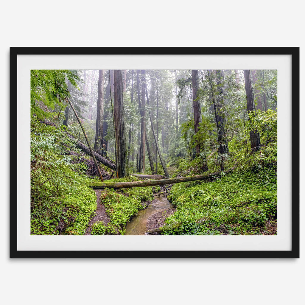 Redwoods Sanctuary