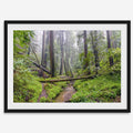 Redwoods Sanctuary