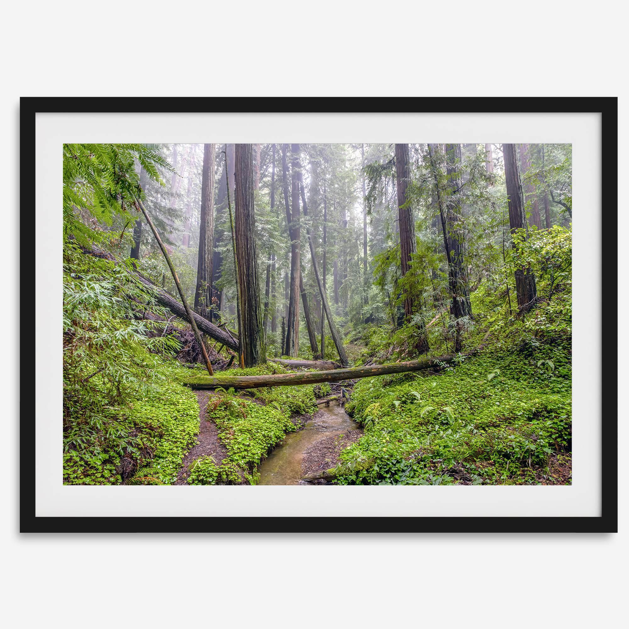 Redwoods Sanctuary