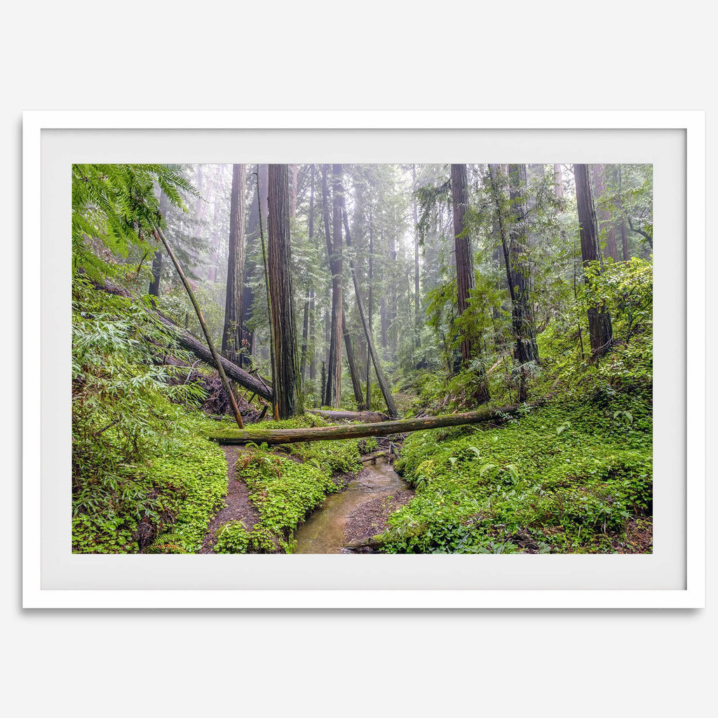 Redwoods Sanctuary