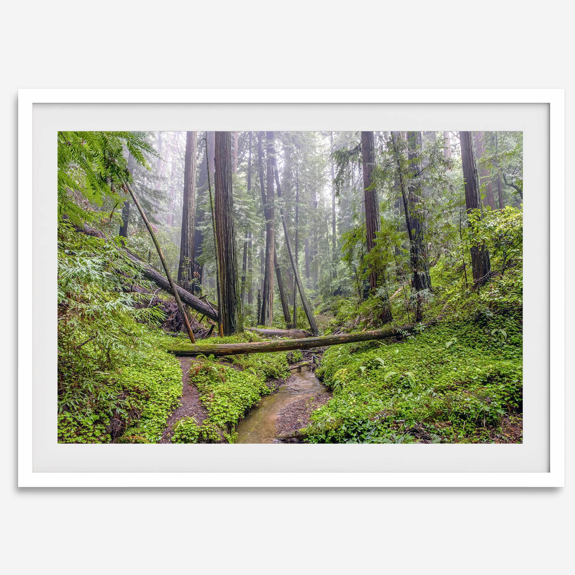 Redwoods Sanctuary