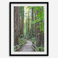 Redwoods