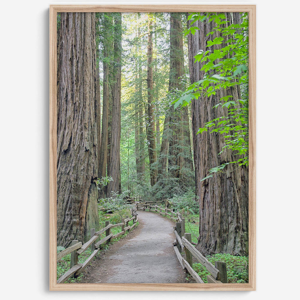 Redwoods