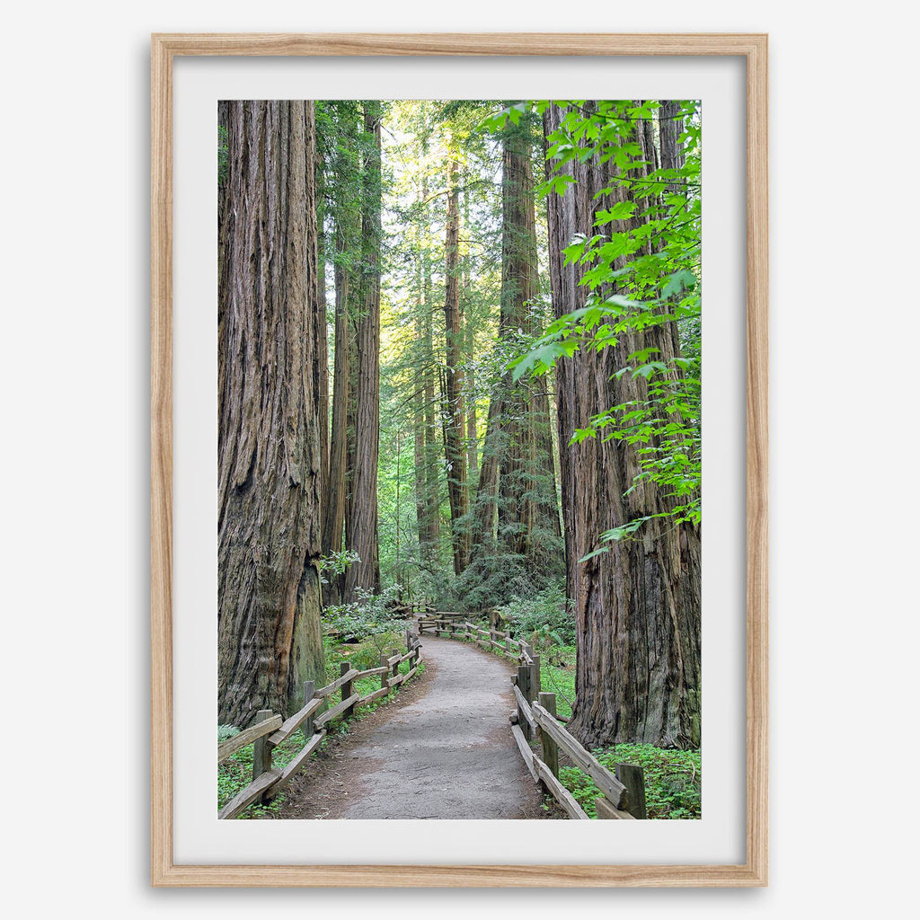 Redwoods