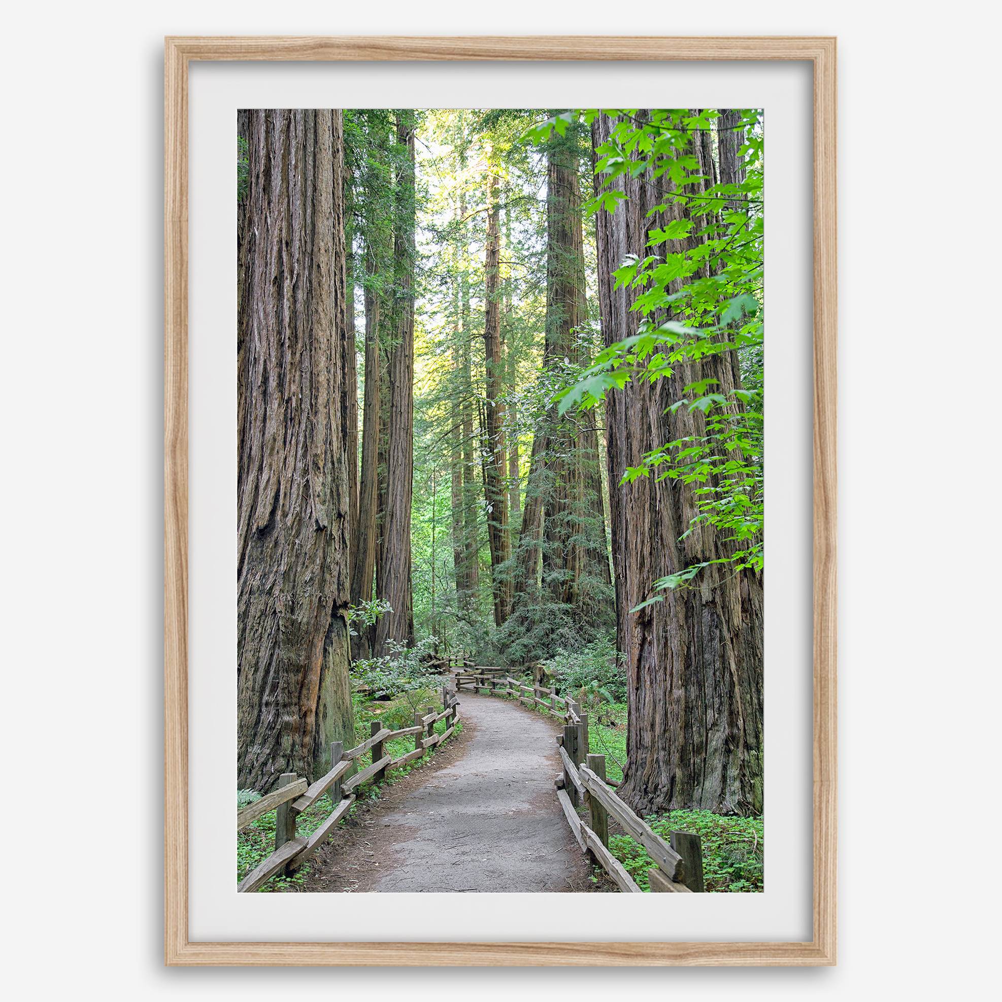 Redwoods