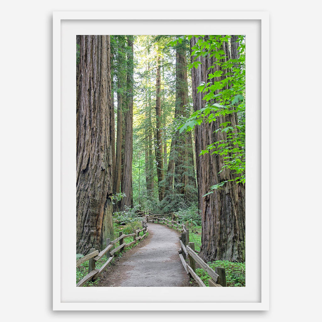 Redwoods