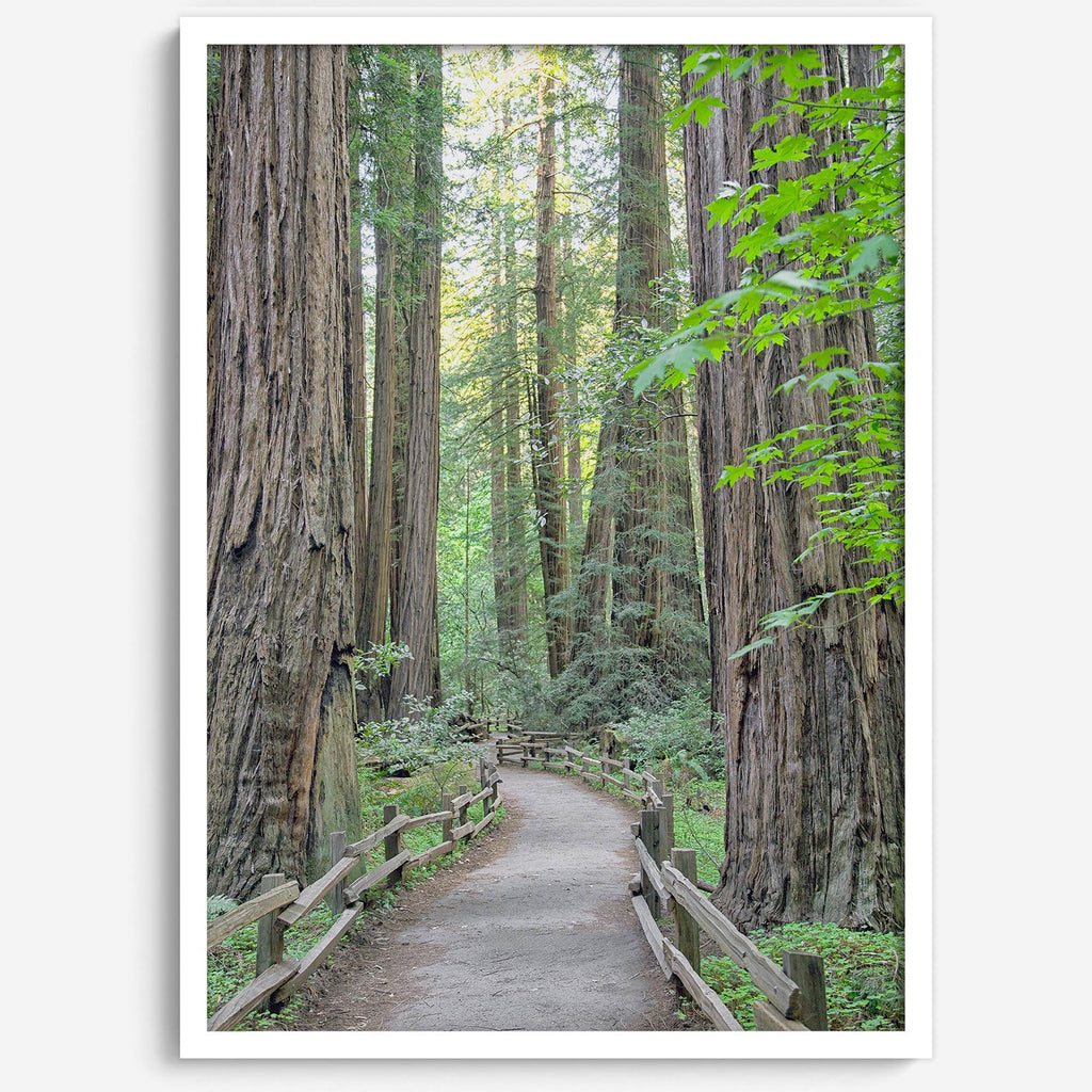 Redwoods