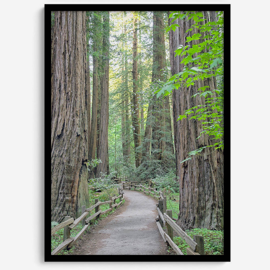 Redwoods