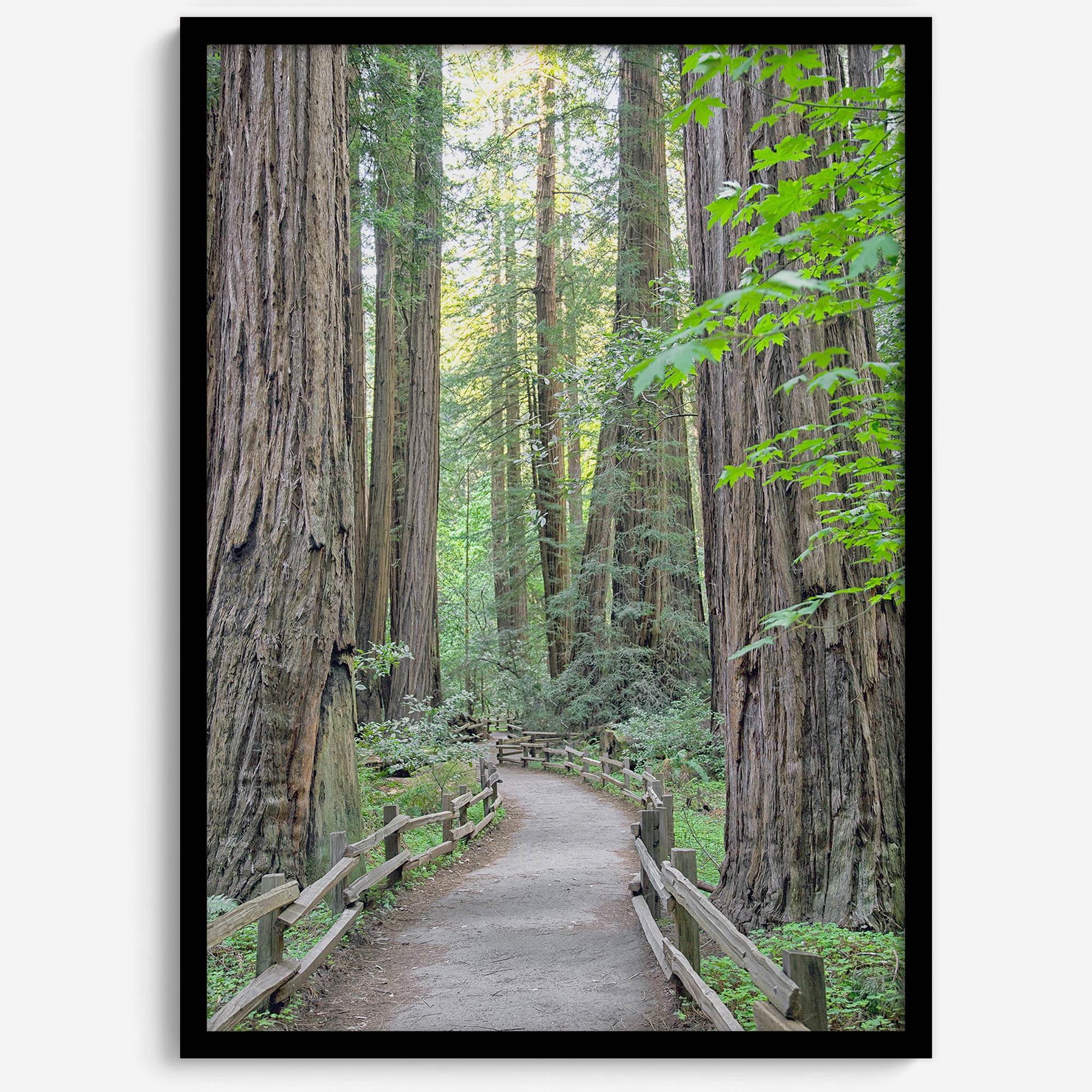 Redwoods