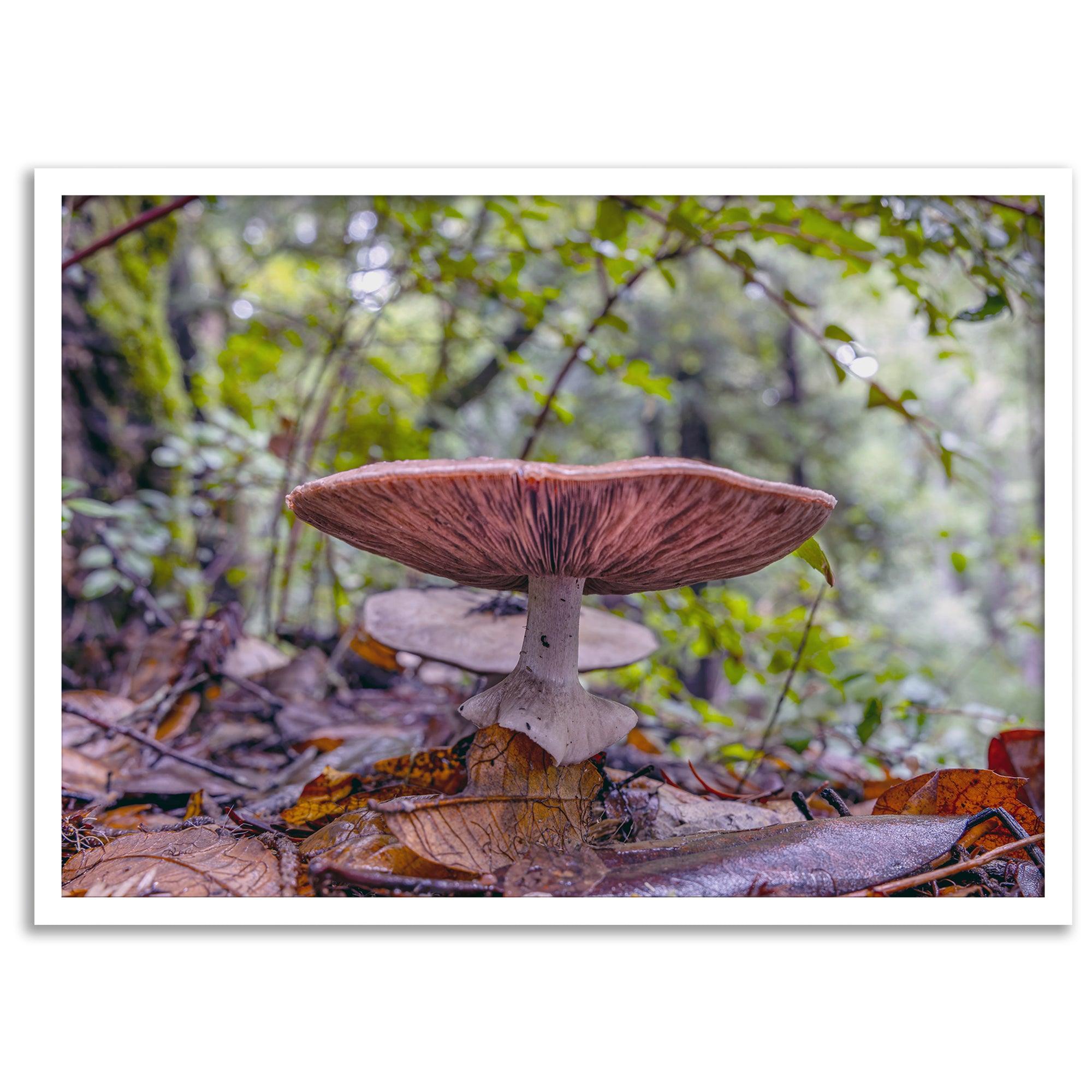 Redwood Mushroom