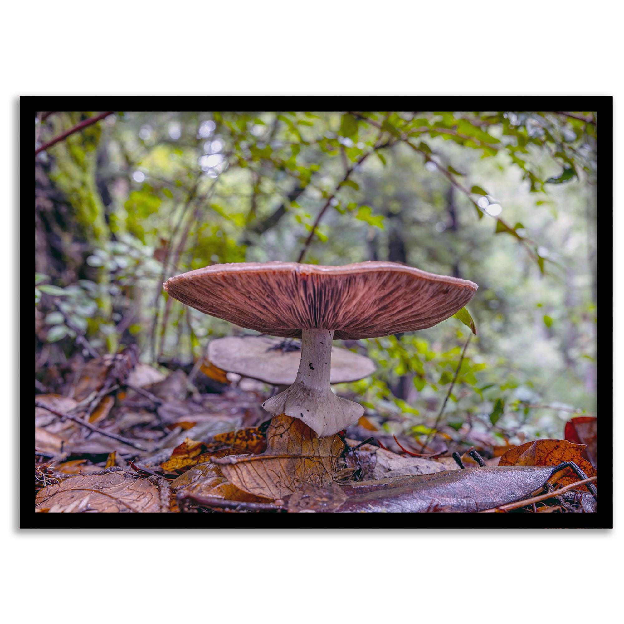 Redwood Mushroom