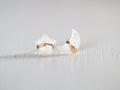 Moonbeam & Stardust Studs - Moonstone