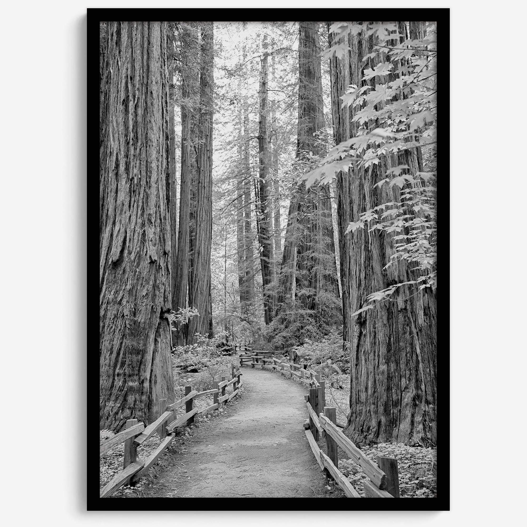Redwoods B&W
