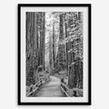 Redwoods B&W