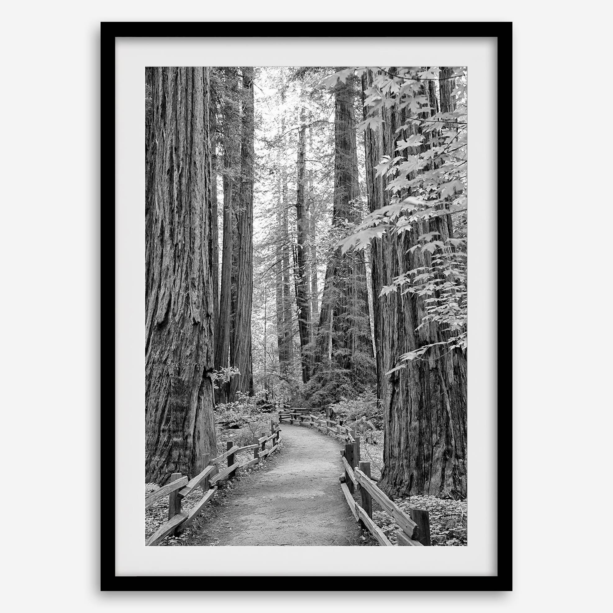 Redwoods B&W
