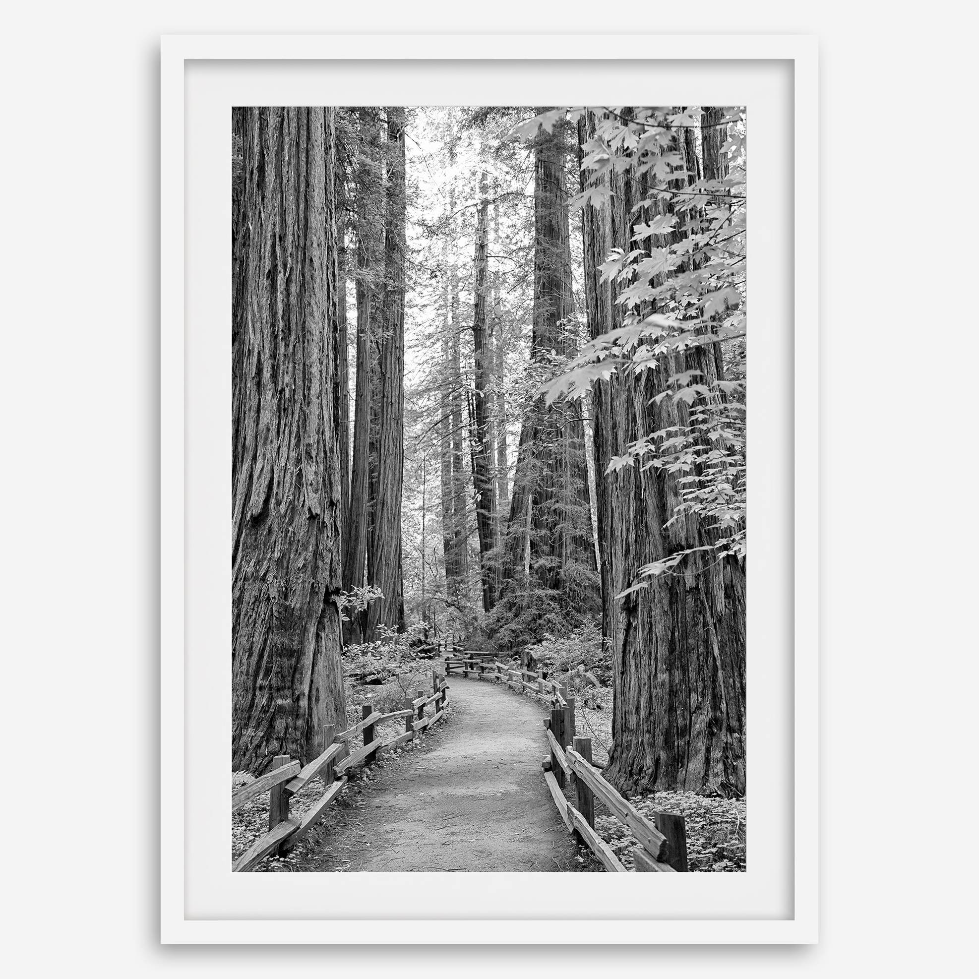 Redwoods B&W