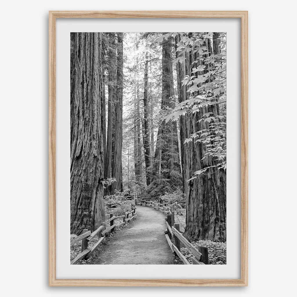 Redwoods B&W