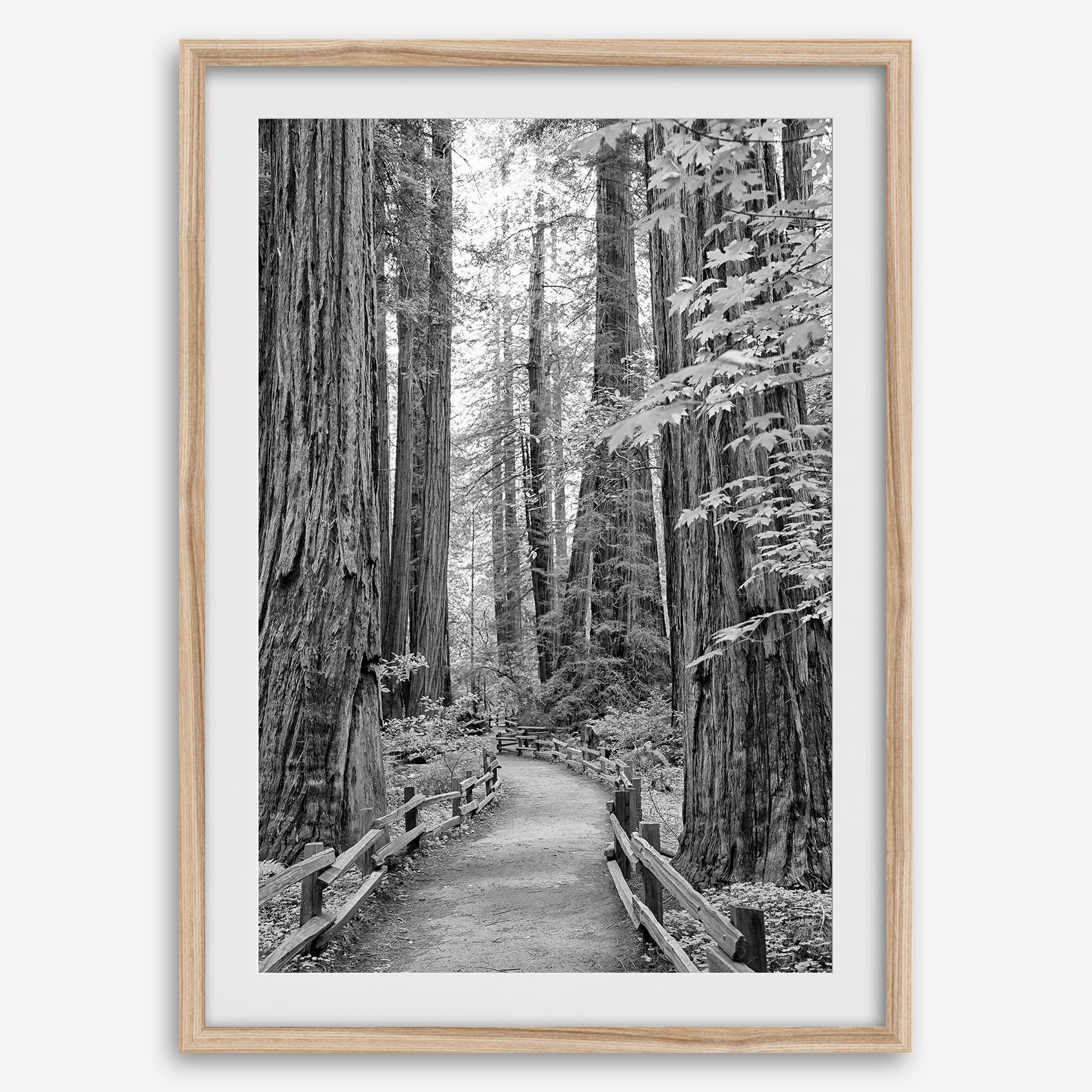 Redwoods B&W