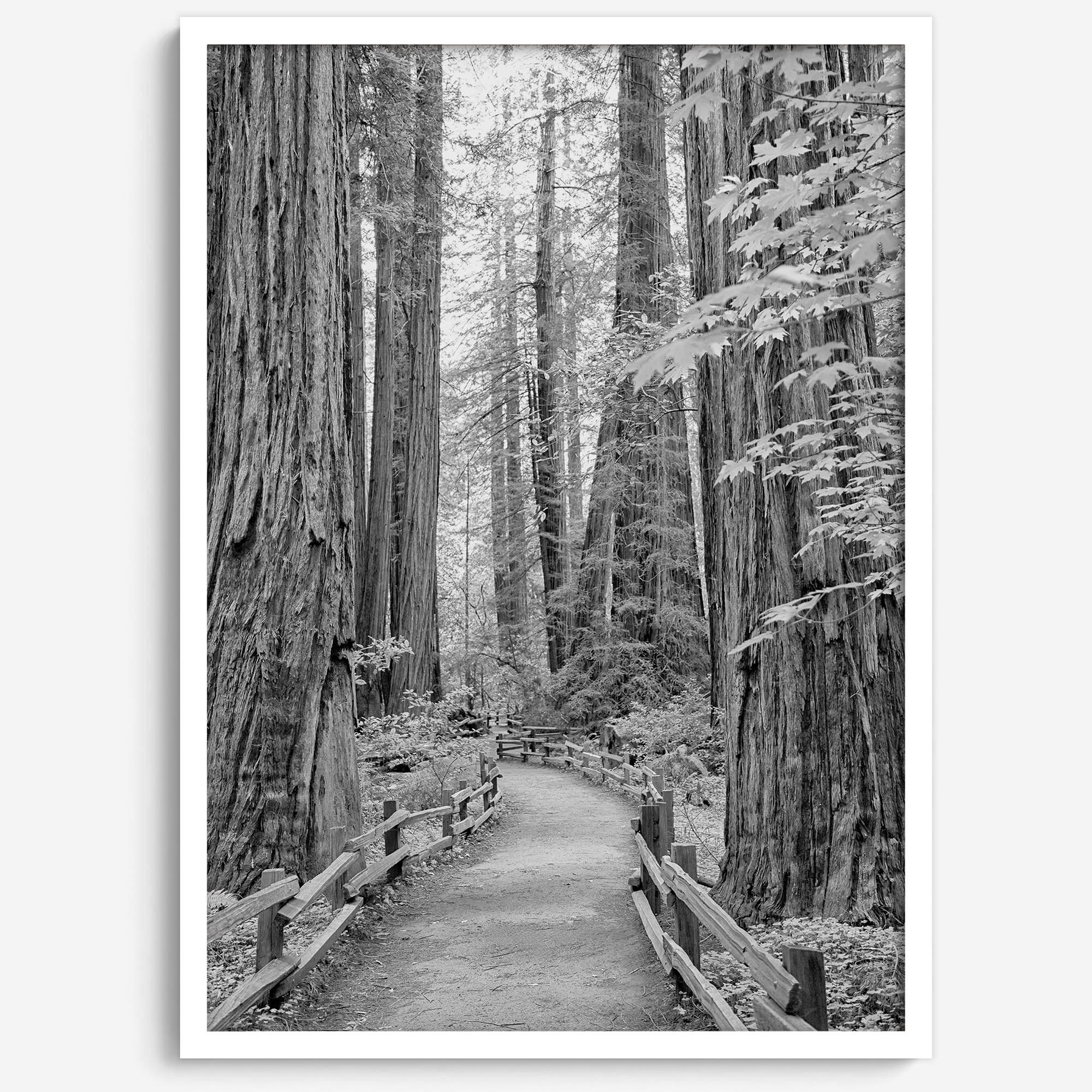 Redwoods B&W