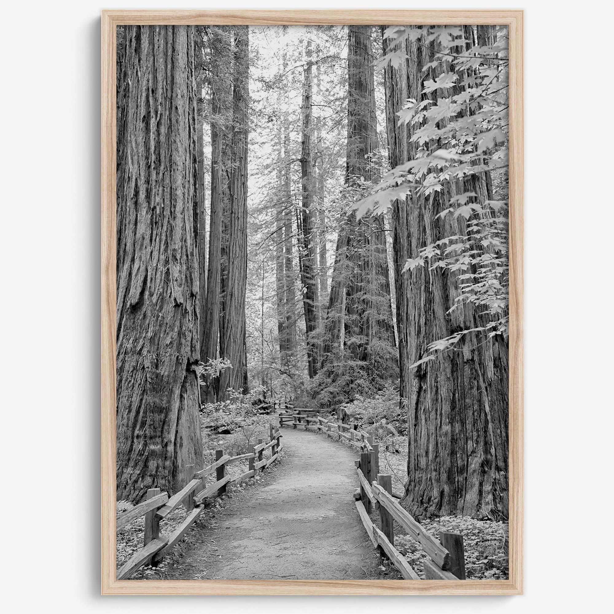 Redwoods B&W