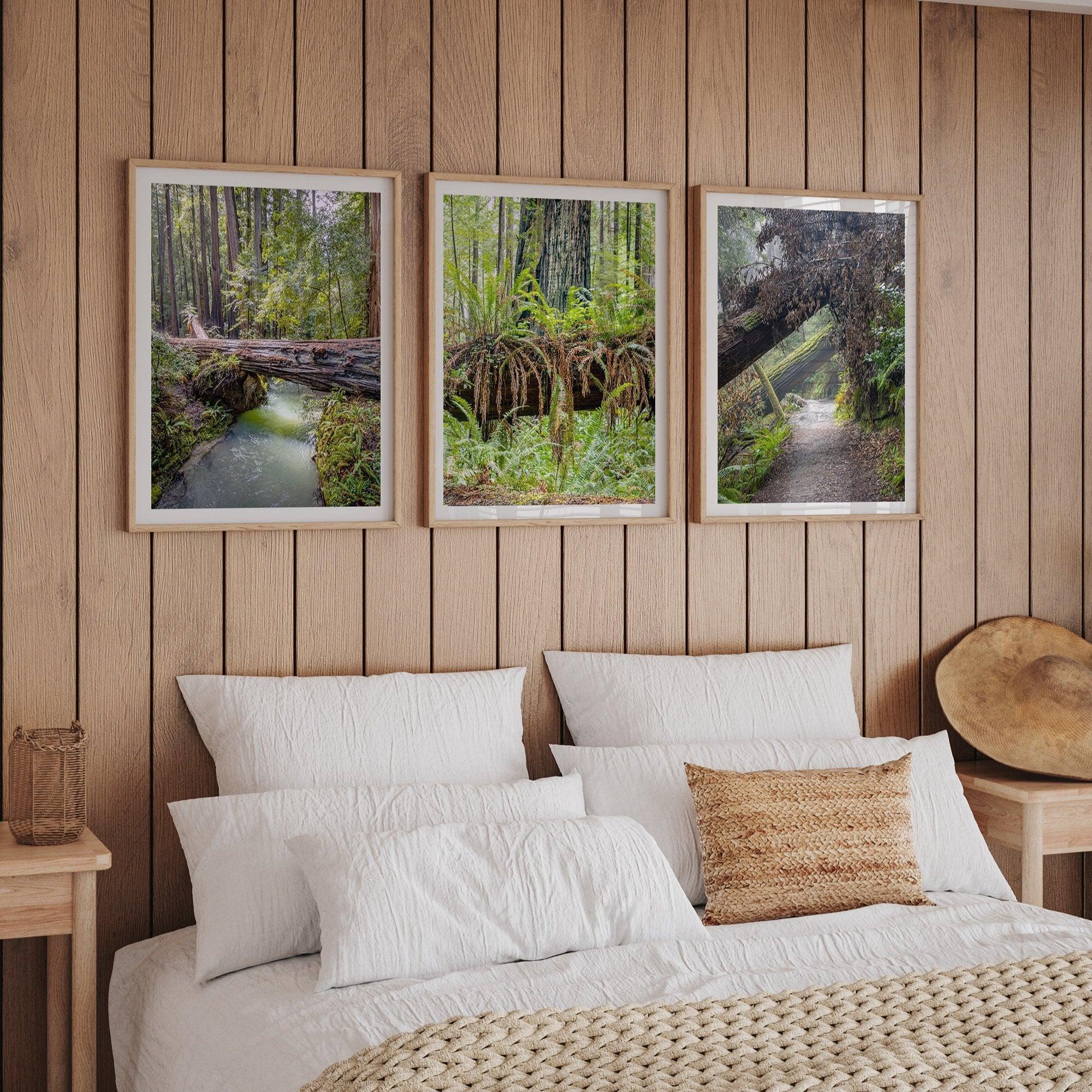 Redwoods Set