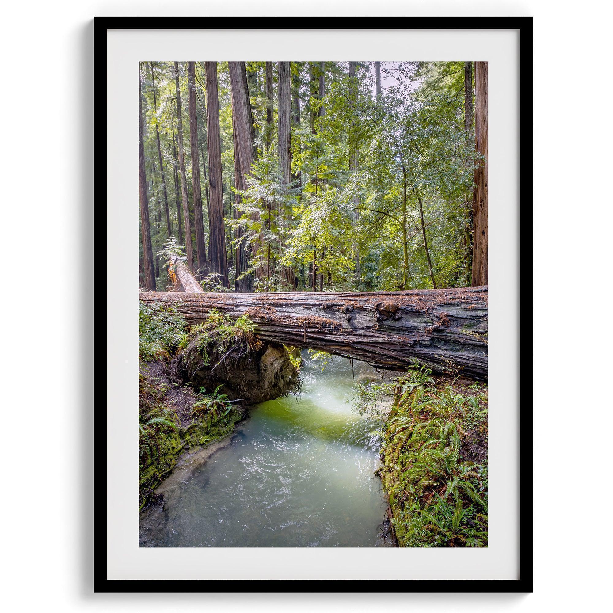 Redwoods Set