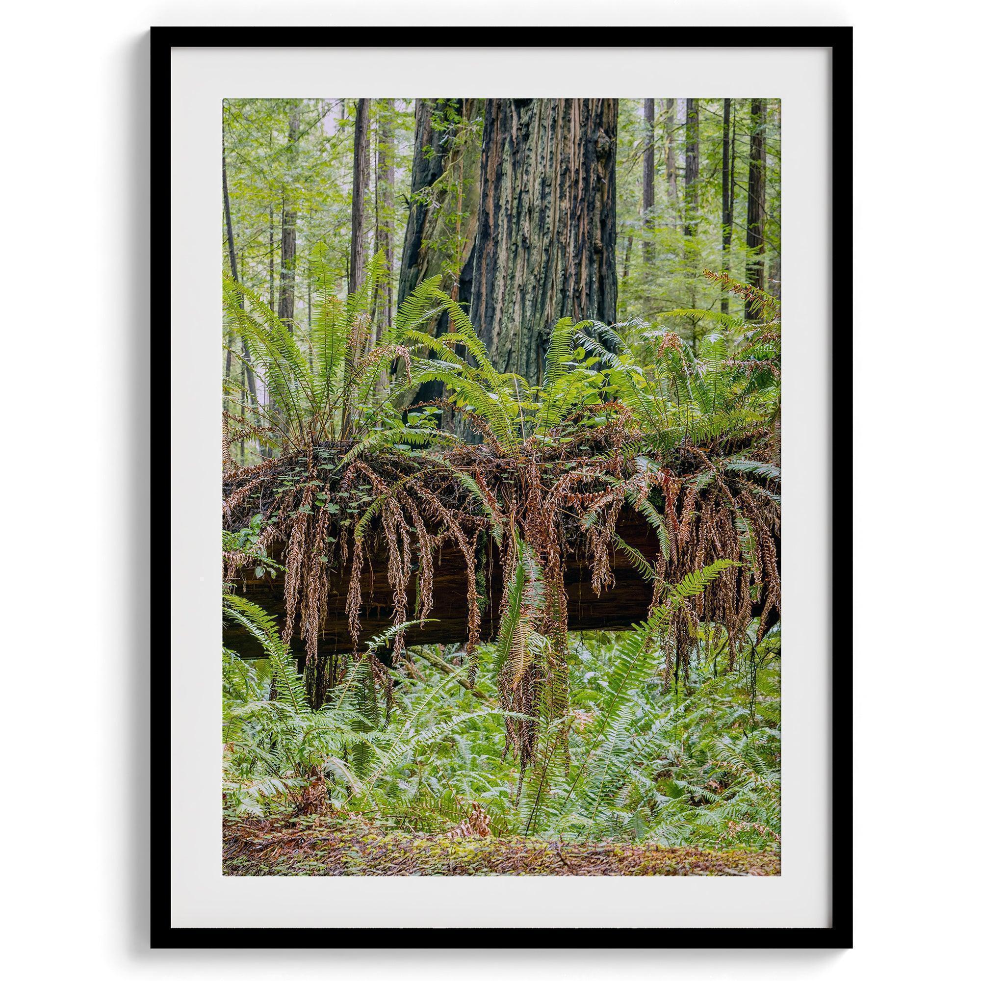 Redwoods Set