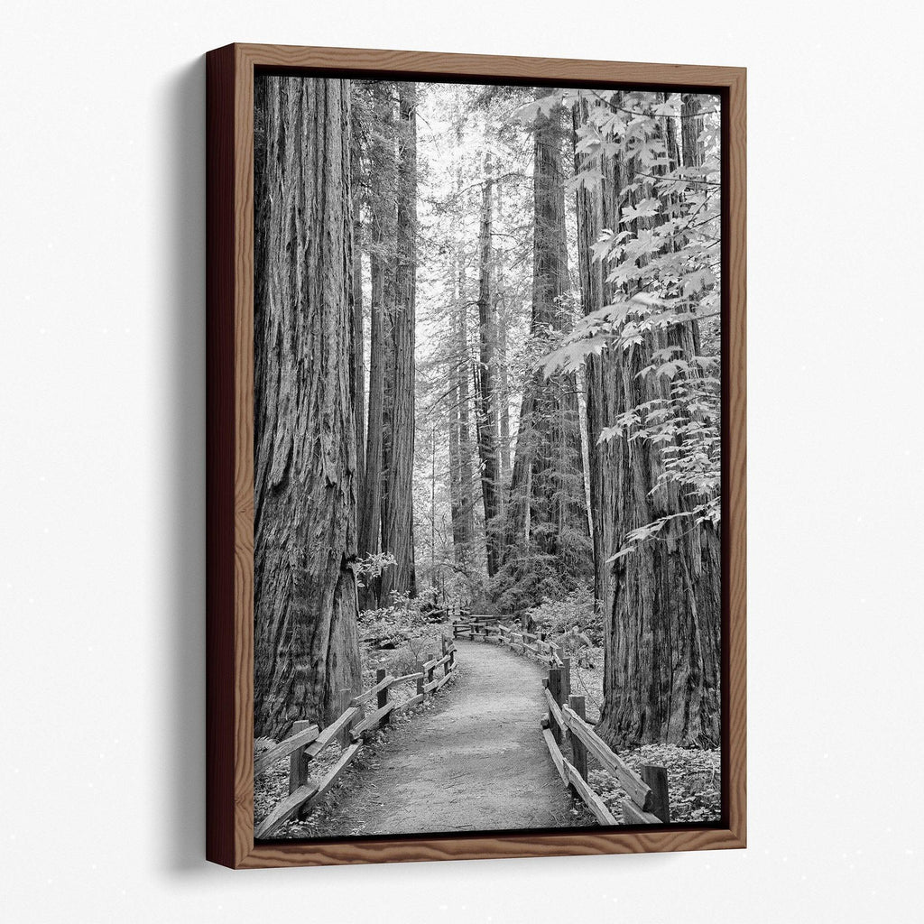 Redwood Pathway