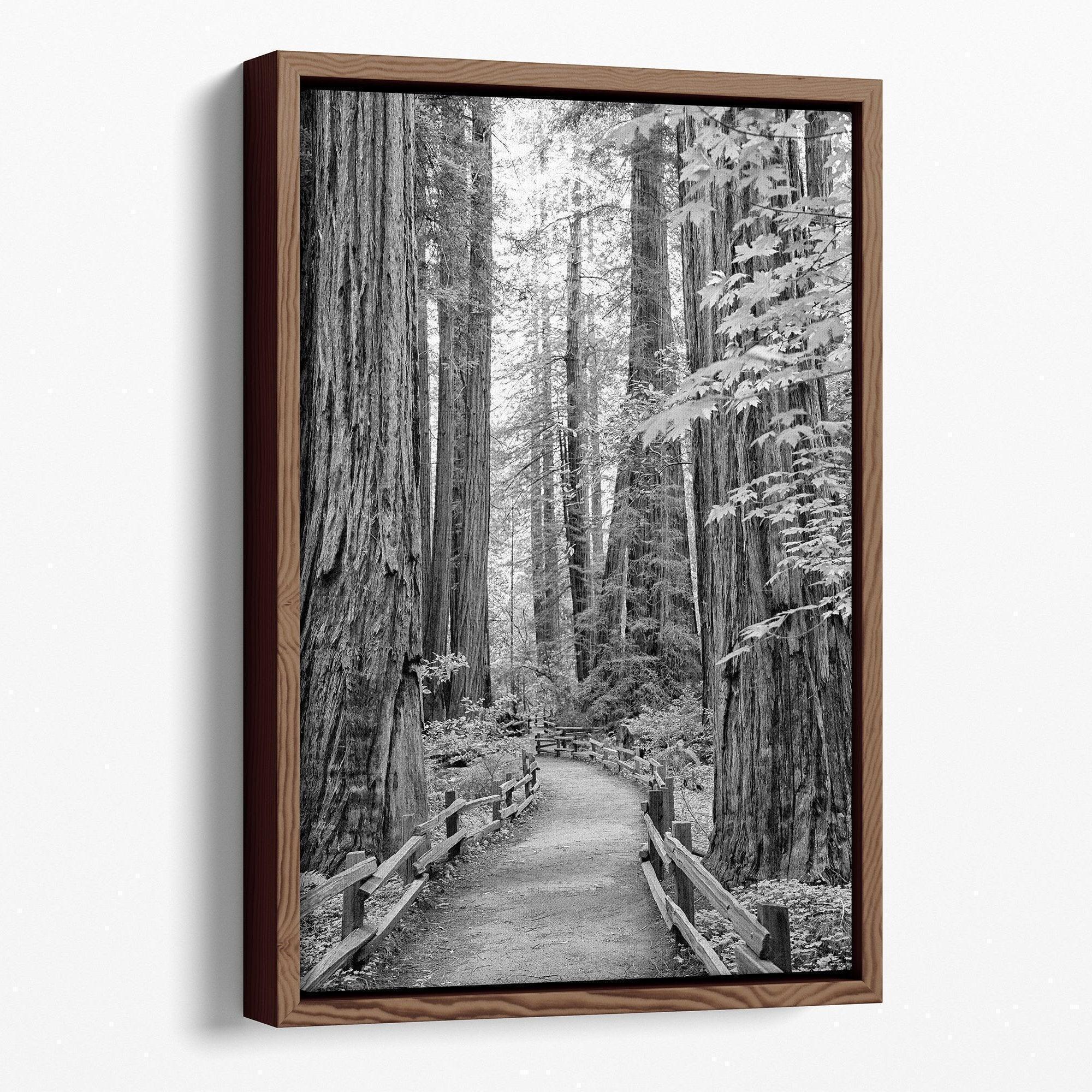 Redwood Pathway