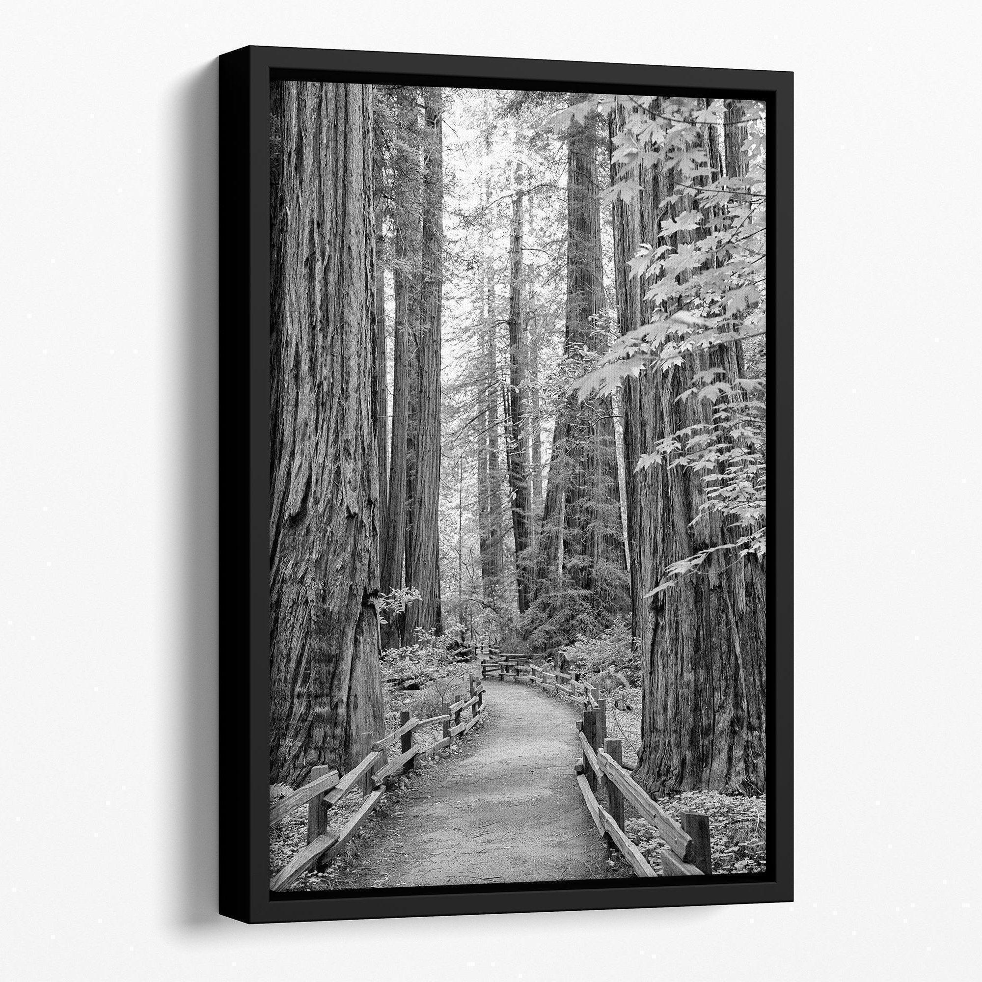 Redwood Pathway