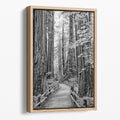 Redwood Pathway