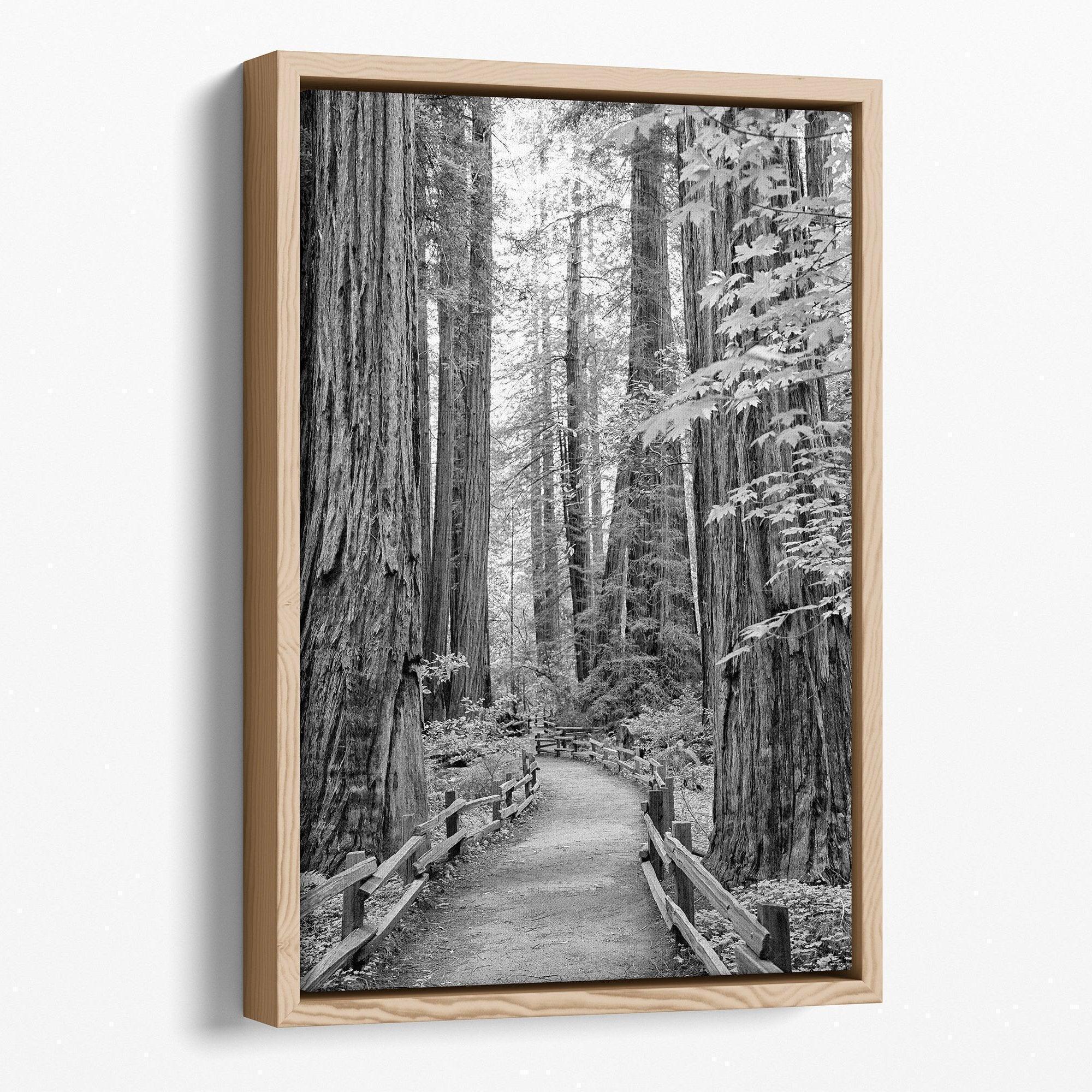 Redwood Pathway