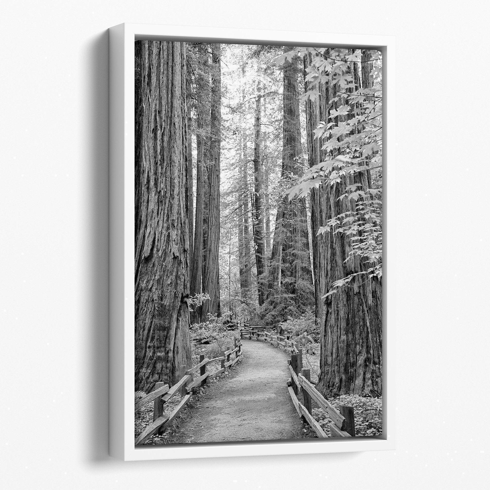 Redwood Pathway