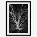 Electrified Forest