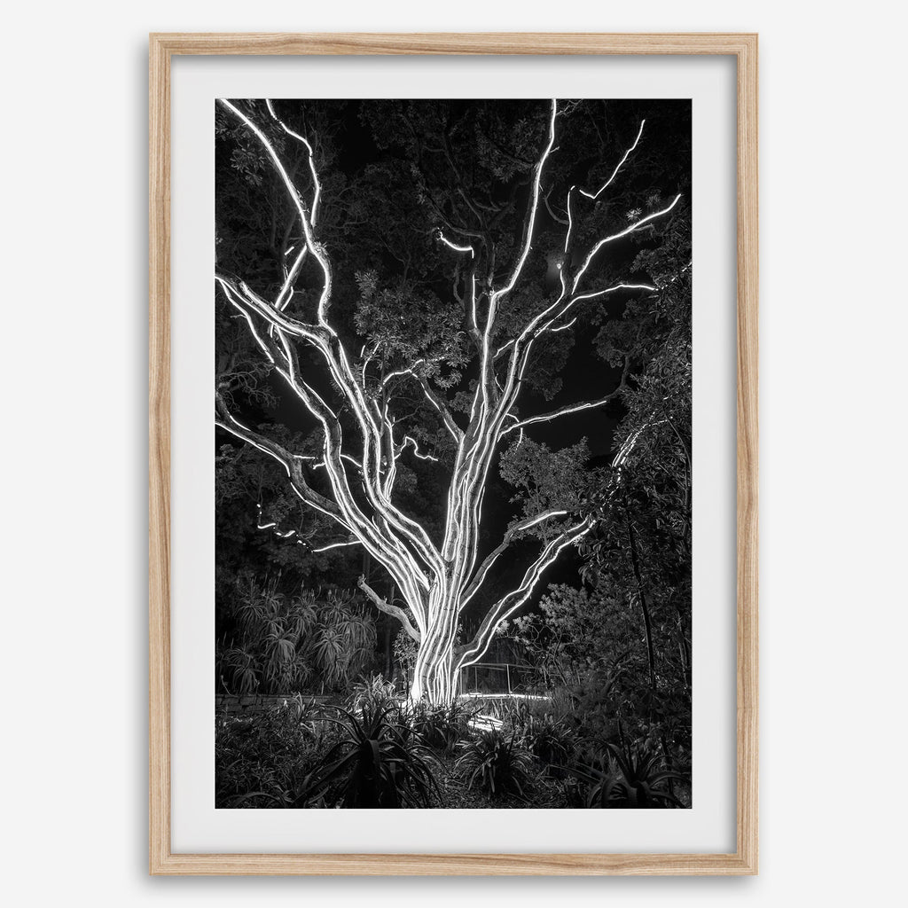 Electrified Forest