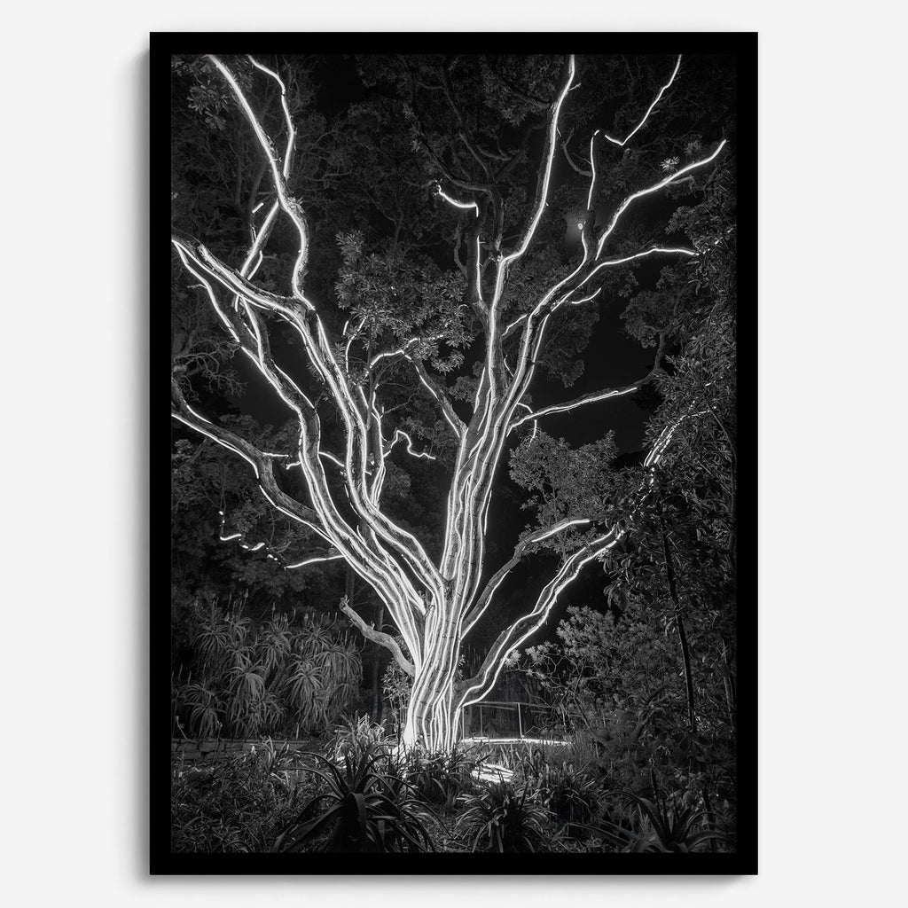 Electrified Forest