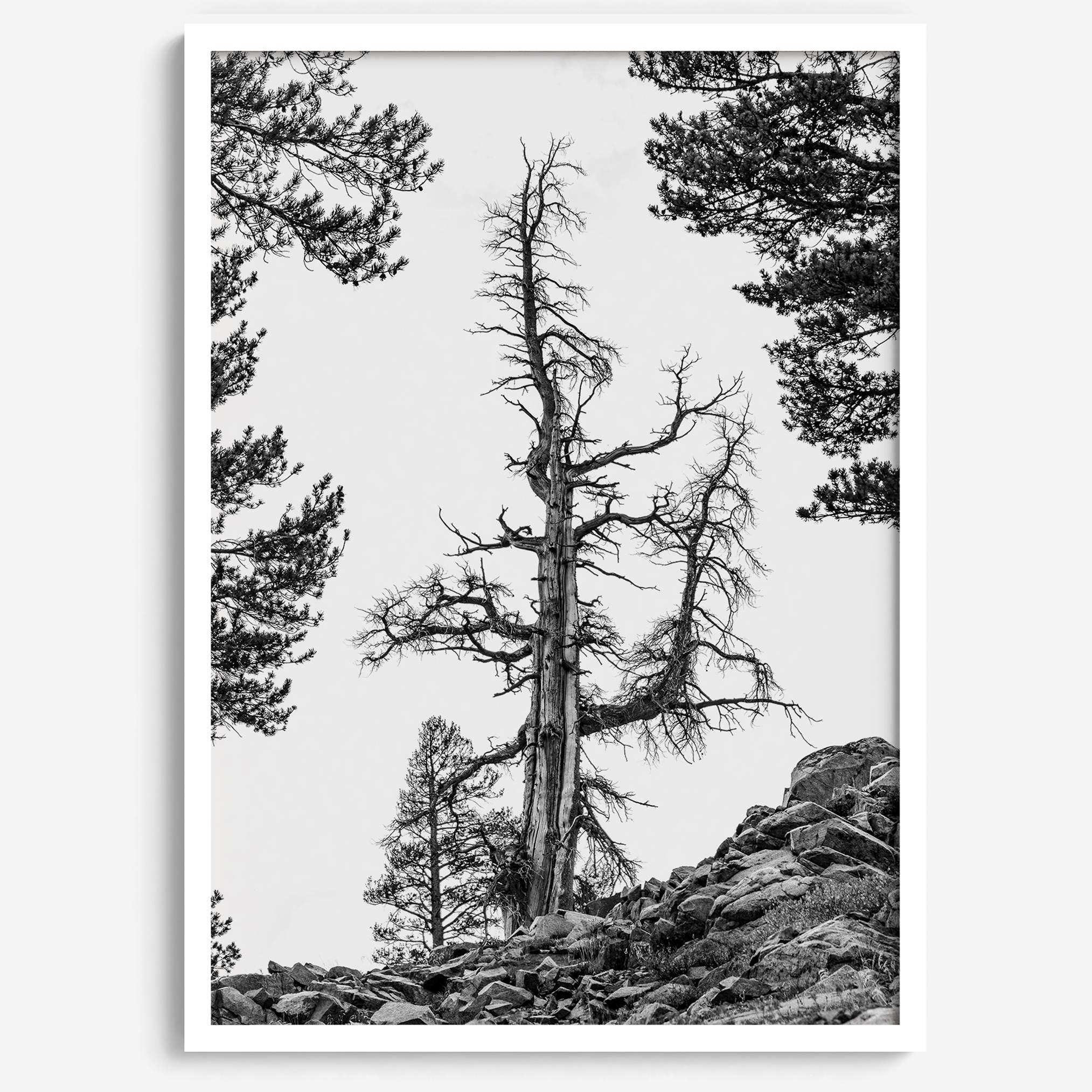 Quiet Hillside