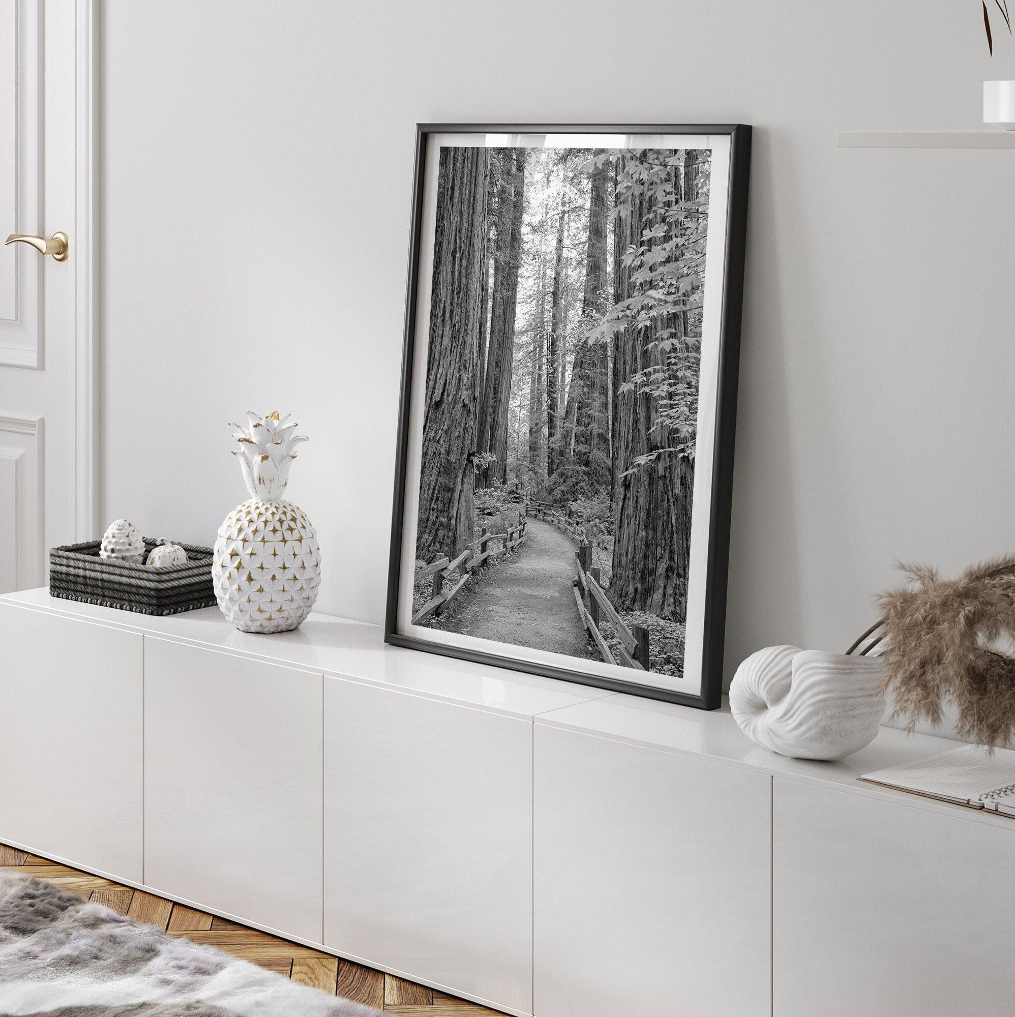 Redwoods B&W