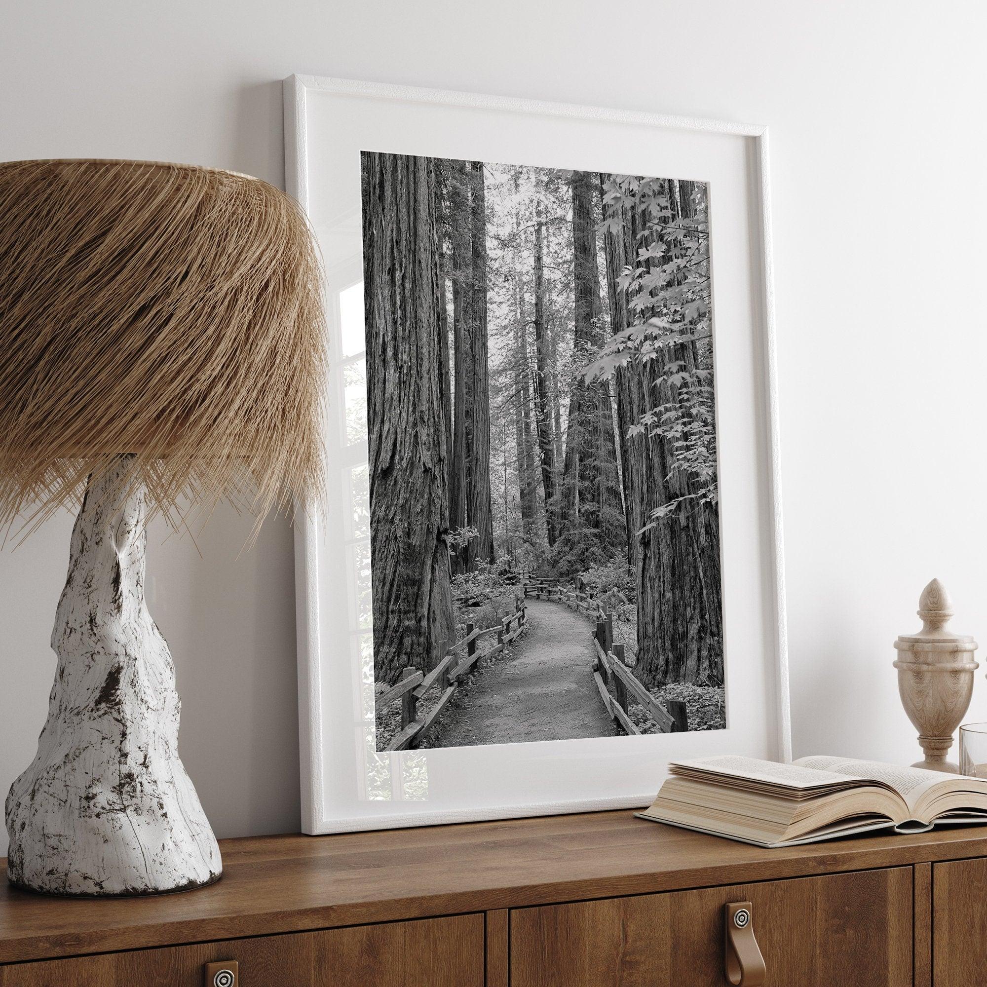 Redwoods B&W