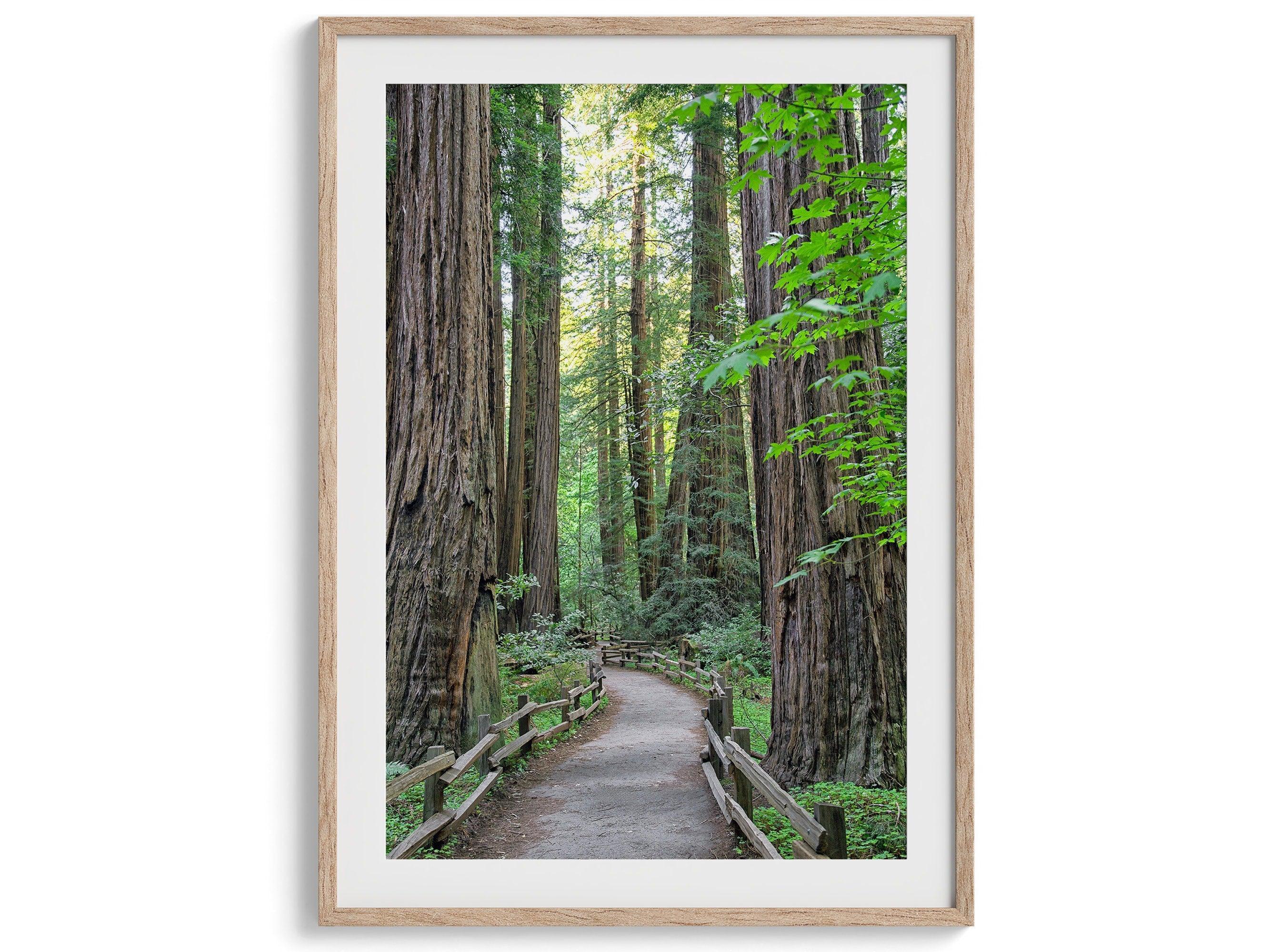 Redwoods Path Set of 3