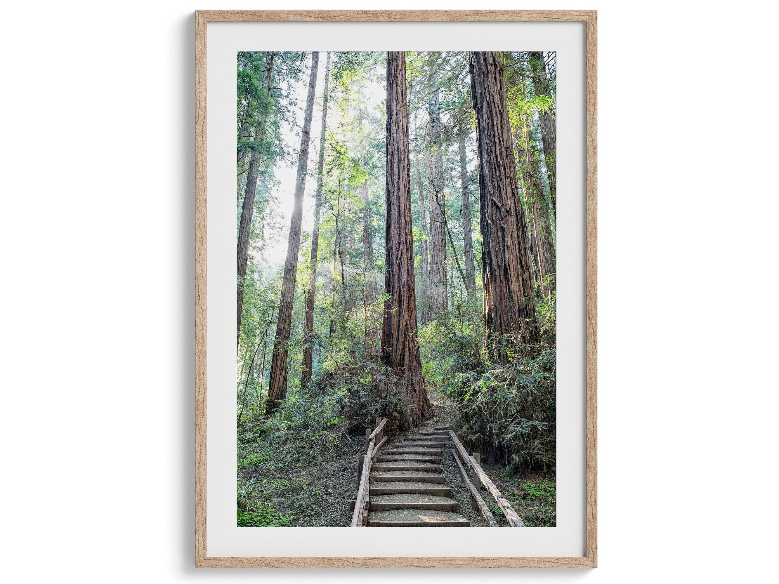 Redwoods Path Set of 3