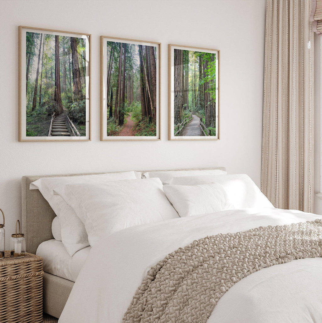 Redwoods Path Set of 3