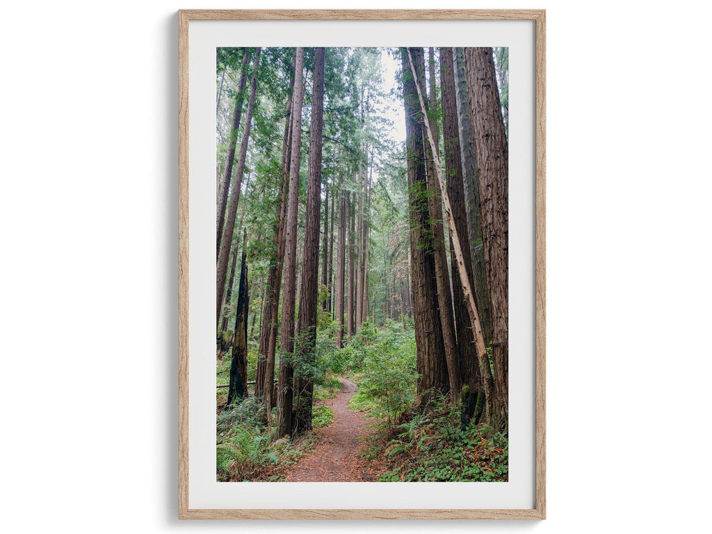 Redwoods Path Set of 3