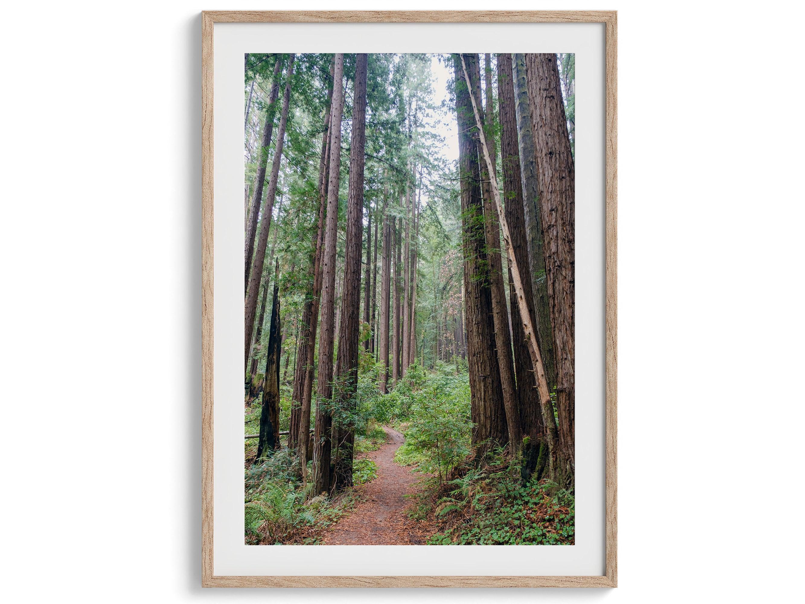 Redwoods Path Set of 3