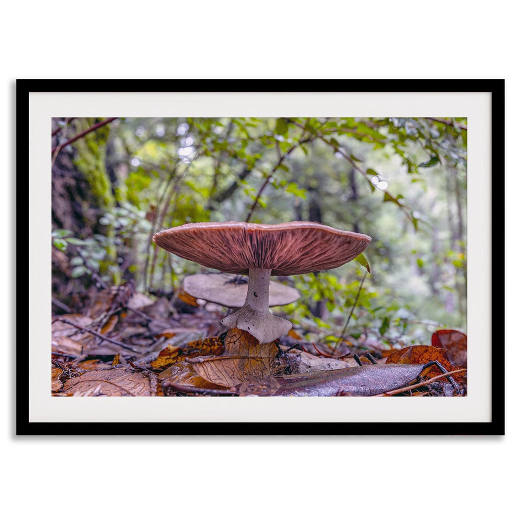 Redwood Mushroom