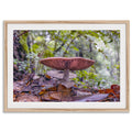 Redwood Mushroom