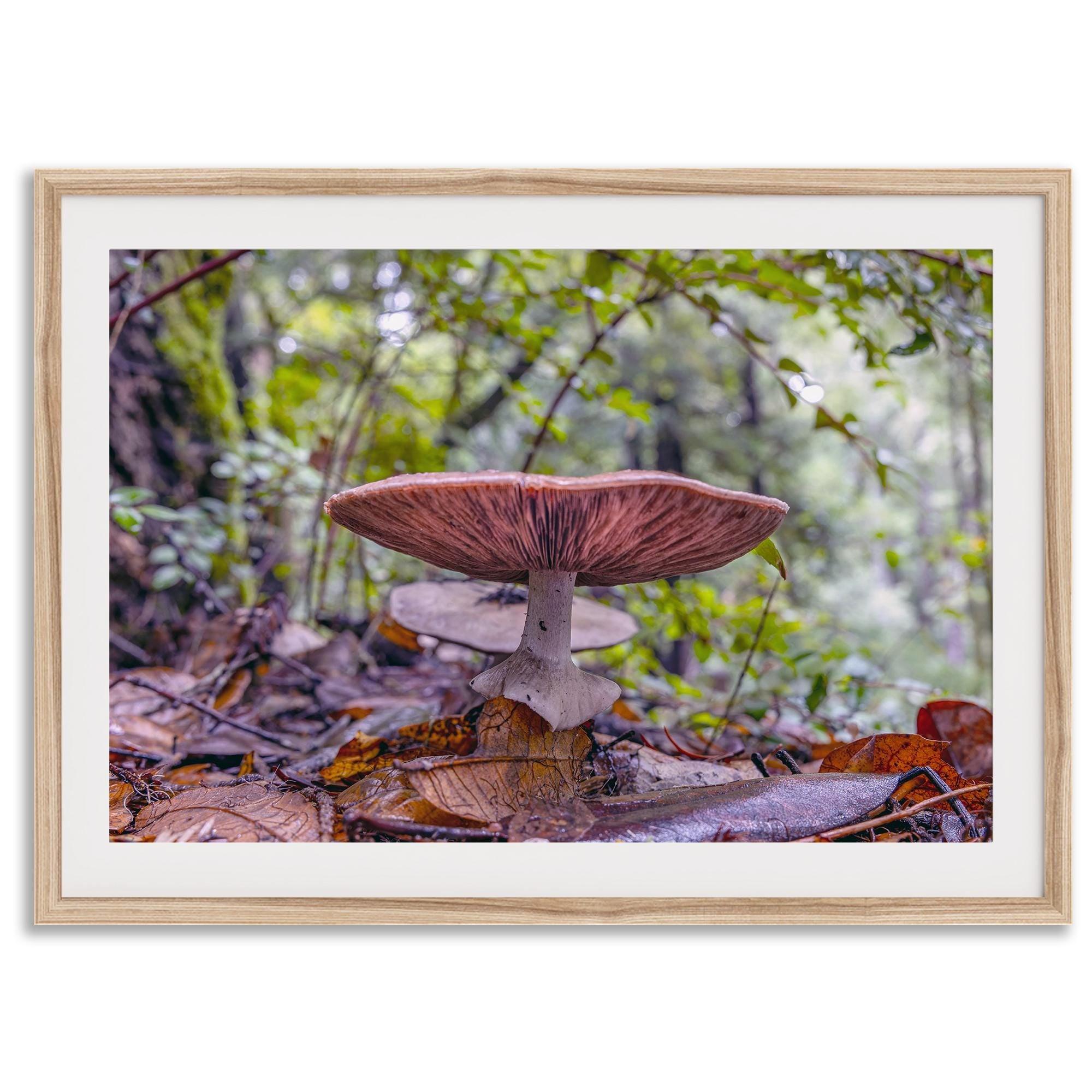 Redwood Mushroom