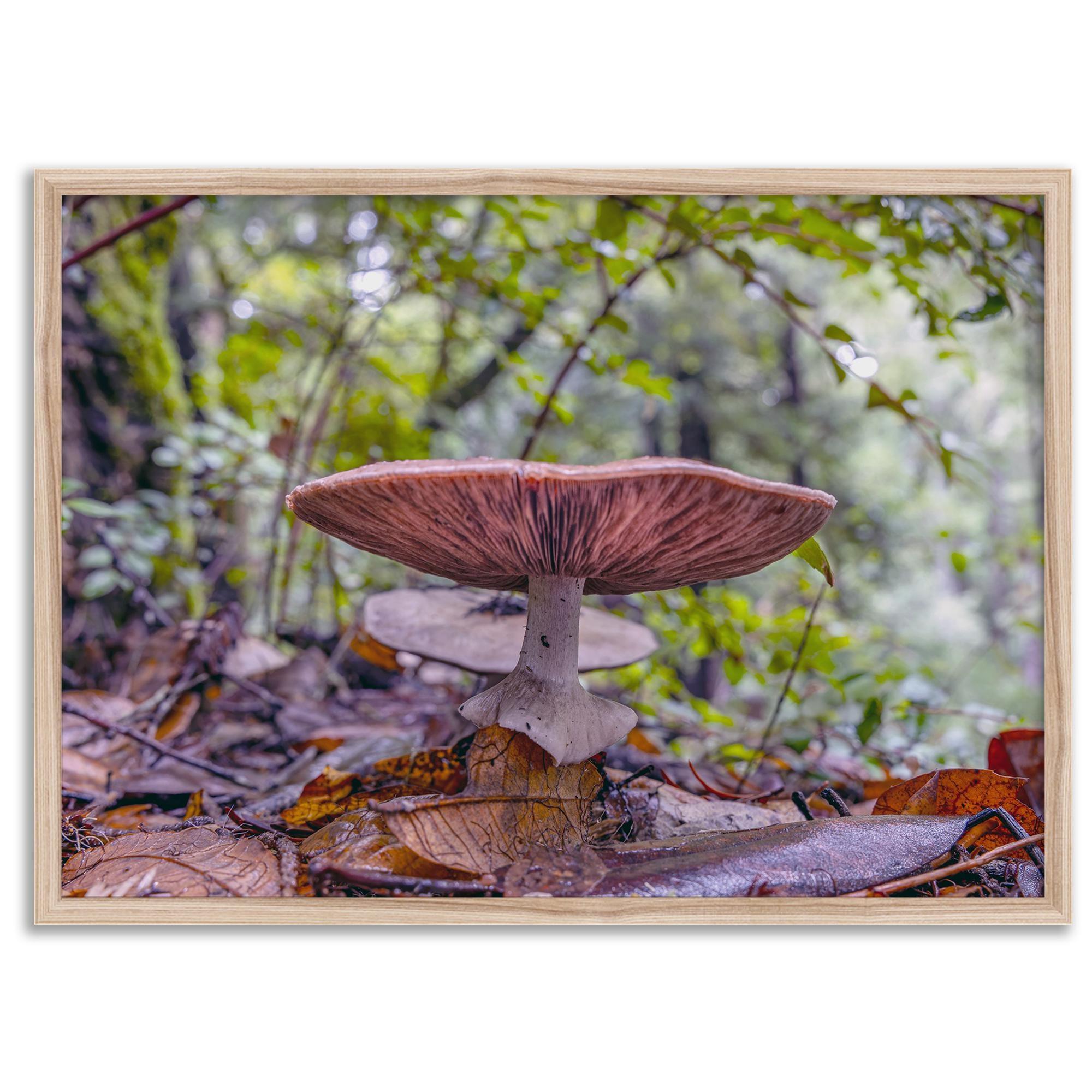 Redwood Mushroom